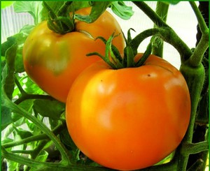 Минусы сорта томата