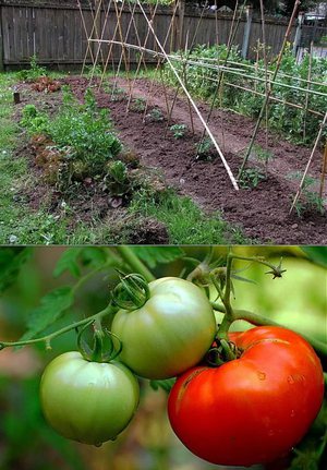 Уход за томатами в огороде