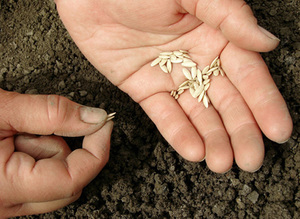 Способ посадки семян огурцов для рассады