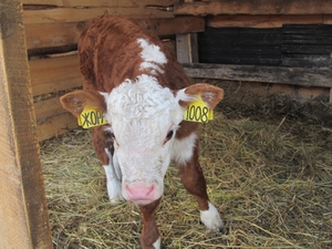 Герефордская порода коров - содержание и уход зимой 