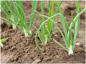 Как посадить лук севок