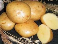 Особенности сорта картофеля