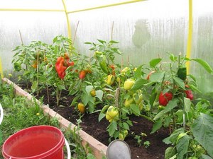Правила и особенности выращивания перцев в теплицах