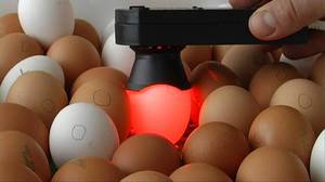 Проверка яиц овоскопом фото