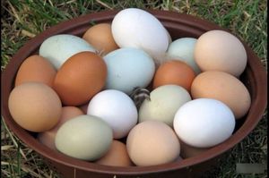 Советы для покупки куриных яиц фото