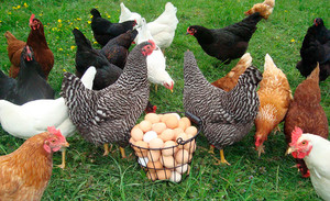Сколько яиц несут куры