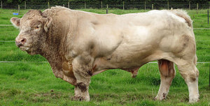 Шаролезская порода коров  