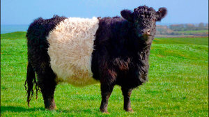 Галловейская порода коров  