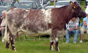 Шортгорнская порода коров 