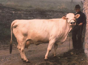 Итальянская маркиджанская порода коров фото 