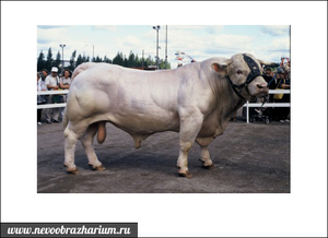 Маркиджанская корова 
