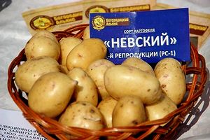 Картофель Невский сорт