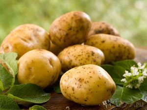 Особенности сорта каартофеля
