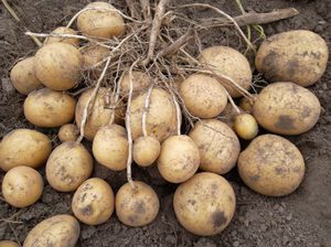 Как вырастить картофель удача