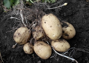 Особенности сорта картофеля