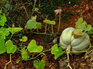 Выращивание тыквы из семян