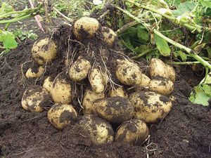 Сбор урожая картошки: время для проведения работ