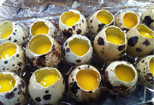 Сырые перепелиные яйца   фото