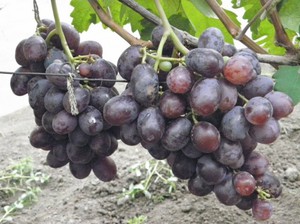 Уход за сортом винограда
