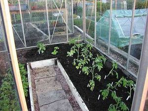 Как подготовить почву для посадки помидоров