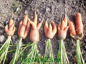 Правила выращивания моркови