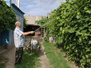 Опрыскивание виноградника в саду