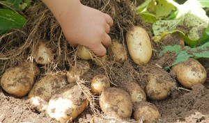 Описание картофеля тулеевского сорта