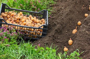 Правила посадки тулеевского сорта картофеля
