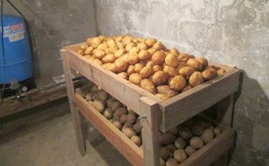 Правила хранения сорта тулеевского картофеля