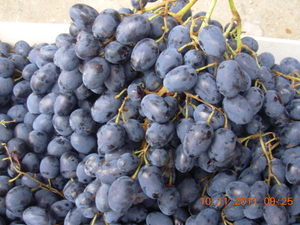 Виноград молдова описание