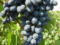 Как вырастить сорт винограда молдова