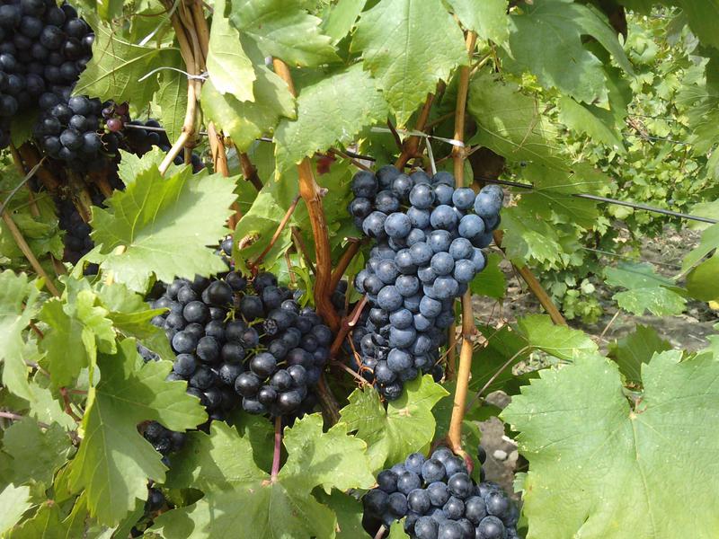 Правила посадки винограда