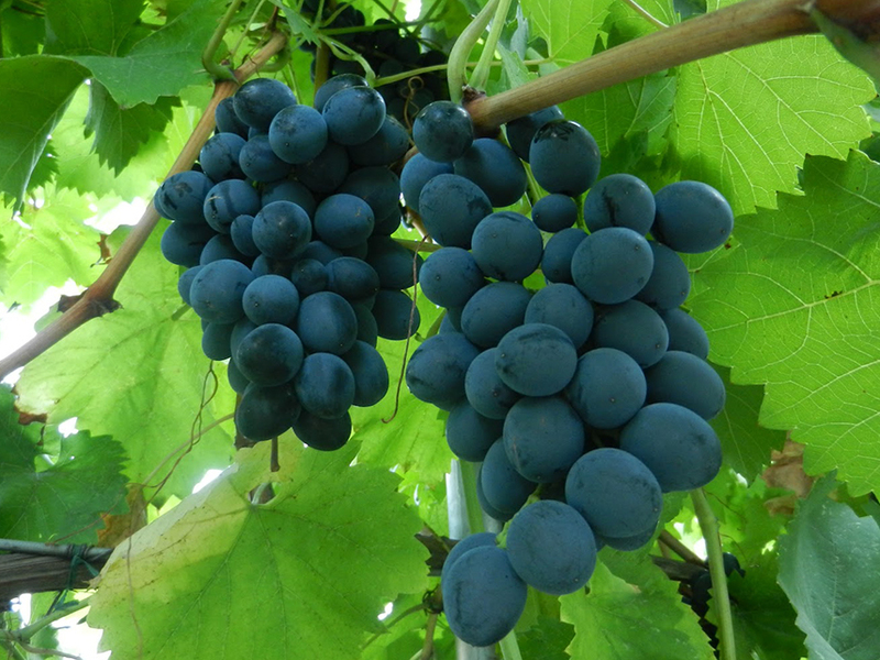 Как вырастить виноград молдова
