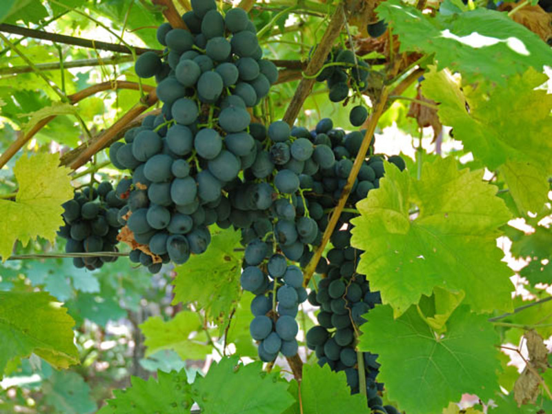 Описание сорта винограда