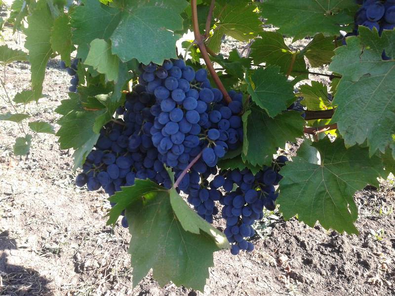 Как выглядят плоды винограда молдова