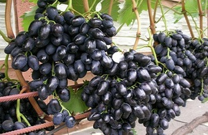 Грозди  винограда сорта Надежда АЗОС  по 700 граммов 