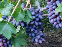 Высаживаем виноград