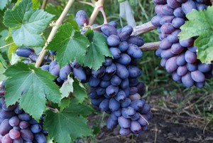 Высаживаем виноград
