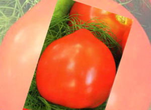 Выращивание сорта томата Примадонна