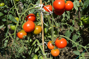 Характеристика сорта томатов Дачник