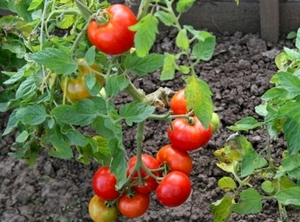 Особенности сорта помидоров Дачник