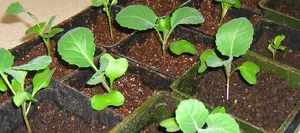 Как вырастить белокочанную капусту