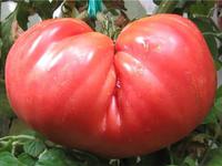 Характеристика и описание сорта томатов Розовый гигант