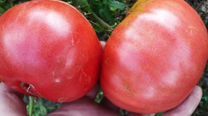 Описание томатов Розовый гигант