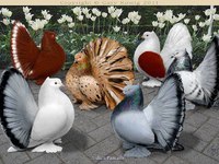 Названия декоративных пород голубей с фотографиями фото