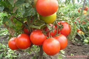 Уход за томатами сорта Джина 