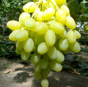 Вкусный виноград