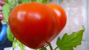 Характеристики томатов сорта Вельможа