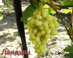 Сорт белого винограда