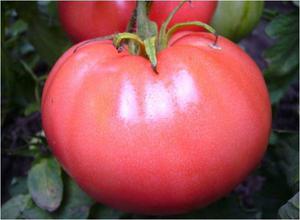 Основные характеристики томатов Вельможа